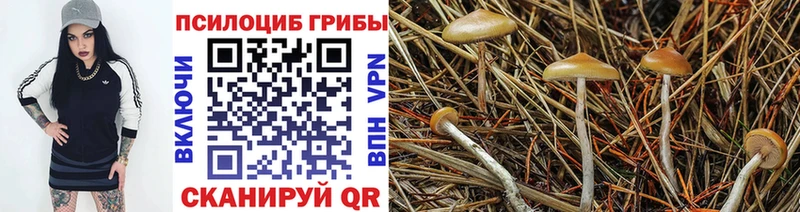 наркотики  Лыткарино  Галлюциногенные грибы Psilocybe 